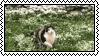 cat pawing at air in nature