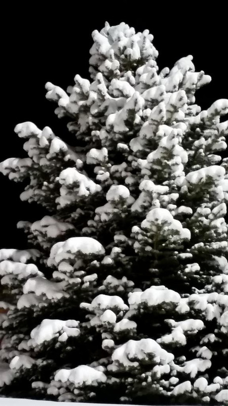 9-inch-snowfall-10.jpg
