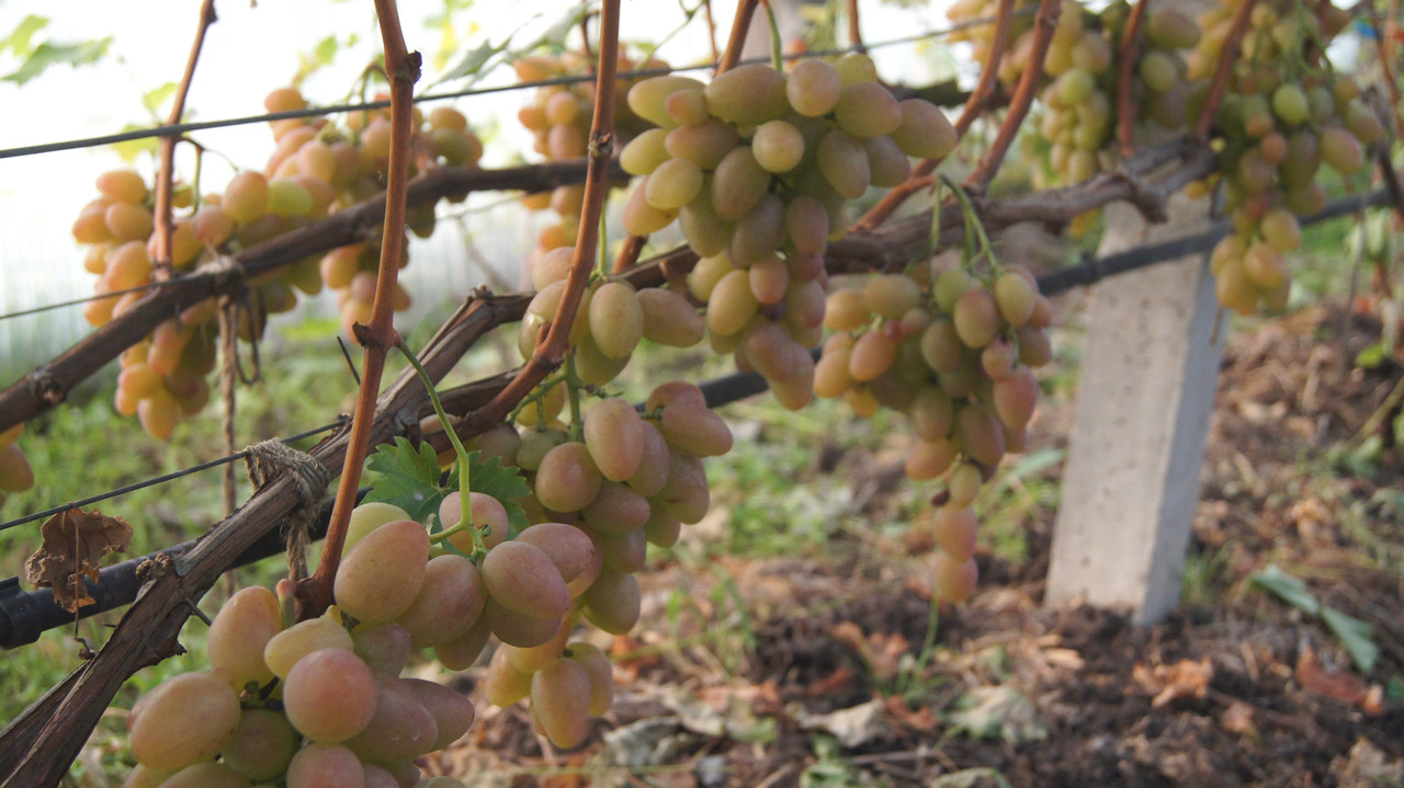 Часть урожая сорта Аладдин в теплице Н.Бабич, 6 сентября 2019г