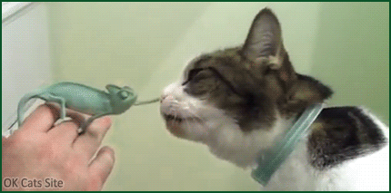 Funny-Cat-GIF-Cute-Chameleon-wants-to-be-friend-with-Cat-Come-at-me-Bro.gif