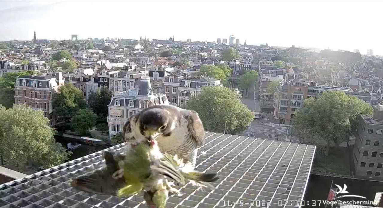 Amsterdam/Rijksmuseum screenshots © Beleef de Lente/Vogelbescherming Nederland - Pagina 40 Video-2022-05-16-071202-Moment-4