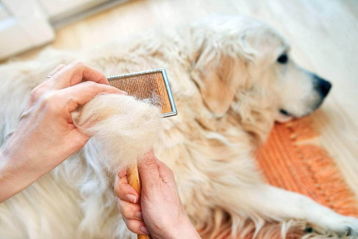How To Stop Dog Shedding Home Remedy