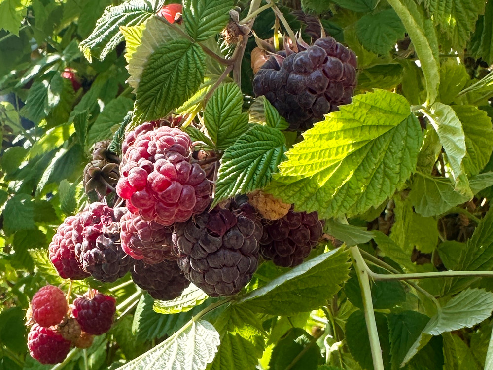 blackberry-10.jpg