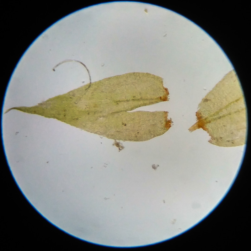 IMG 20250617 112135 HDR