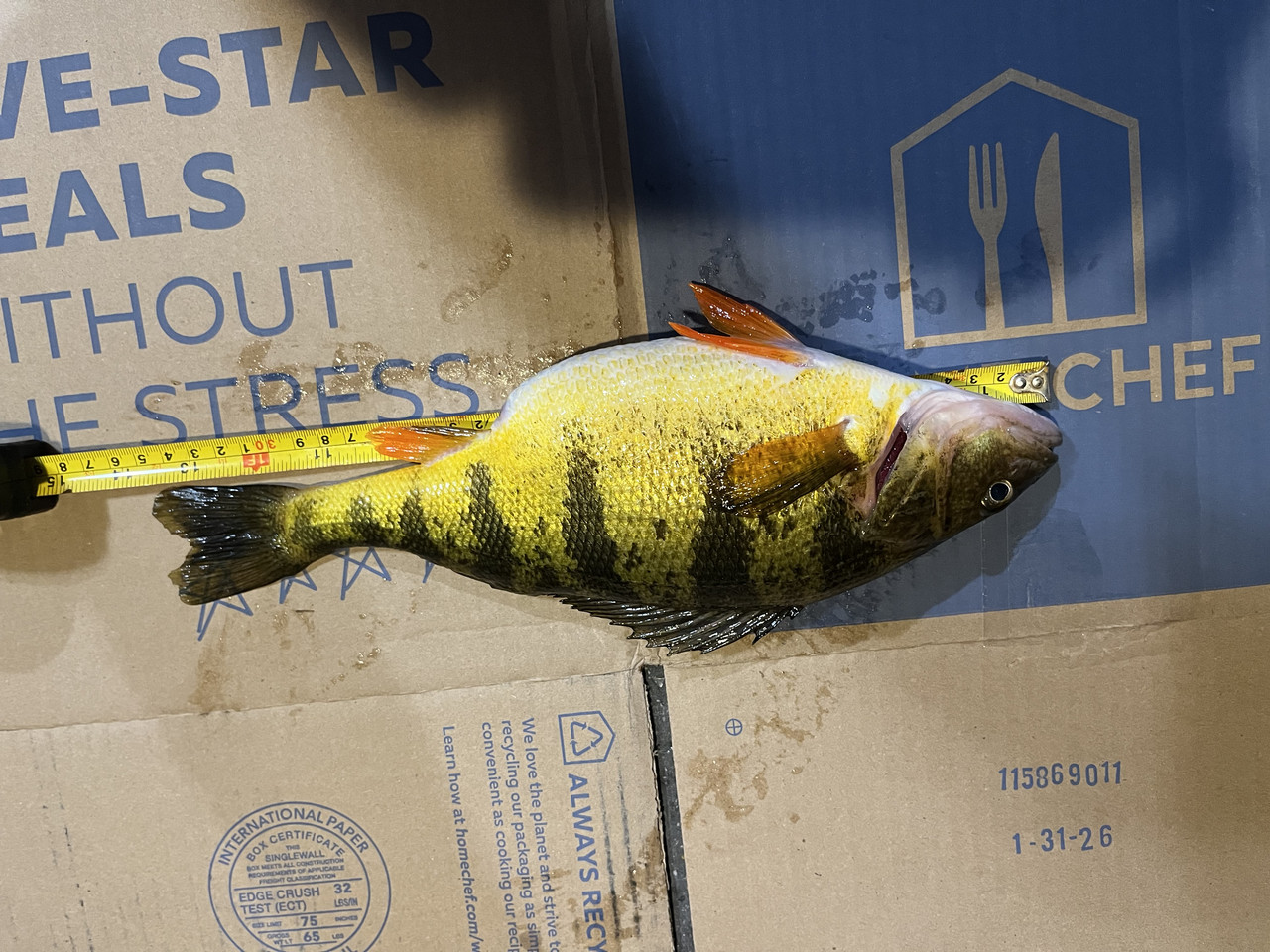 2026 master angler perch
