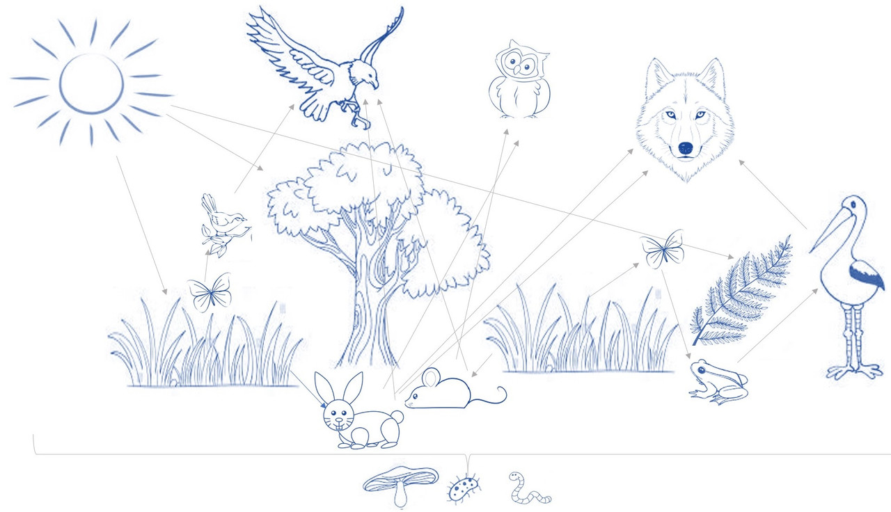 Sketch a food web for a specific environment. Be sure to inc Quizlet