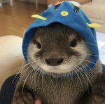 Otter