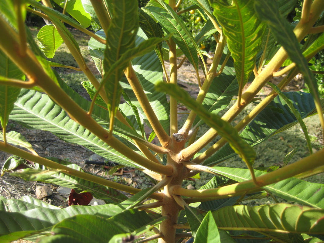 IMG_8716 Pouteria sapota