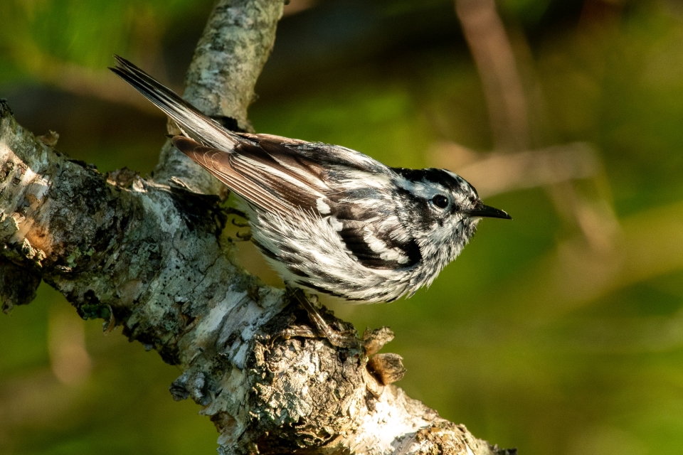Bird Watching Summer Acadia