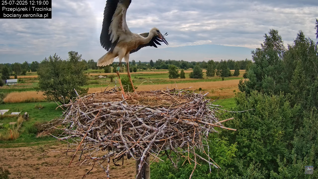 25072025bociany46
