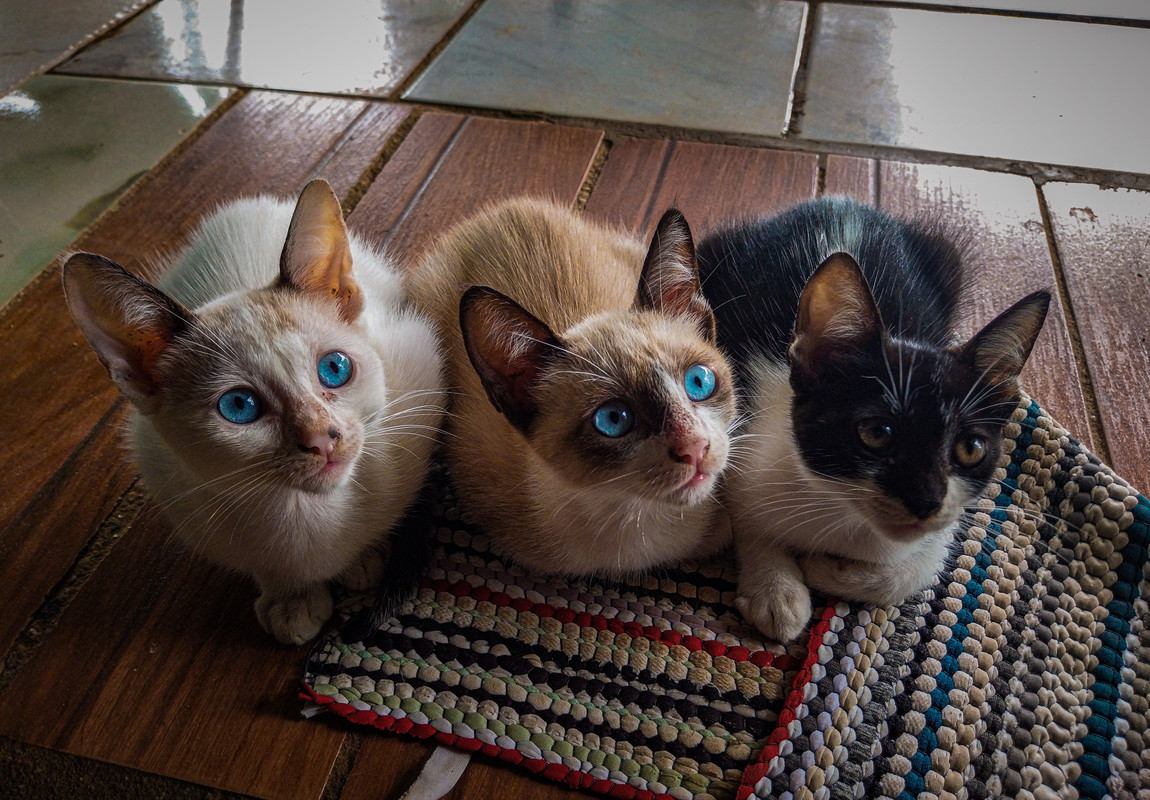 O trio