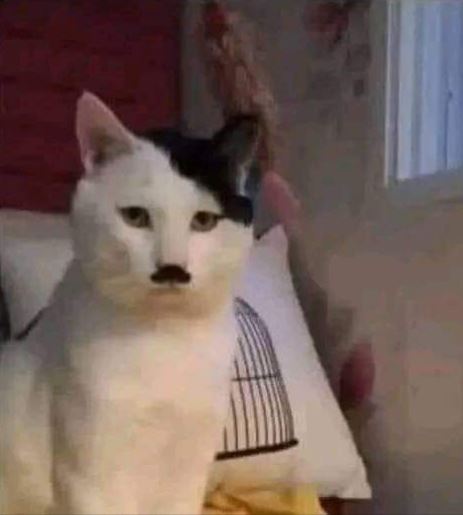 Poland-cat-2.jpg