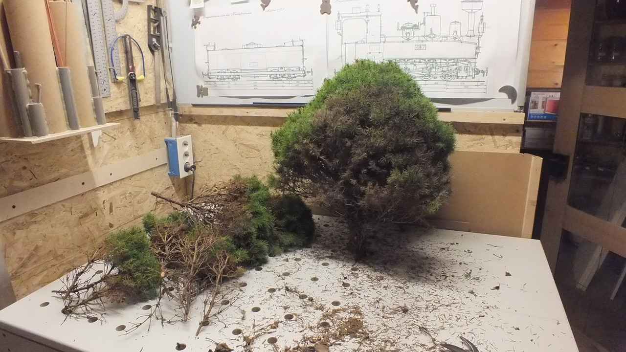 Gehölzrand für Module (27)