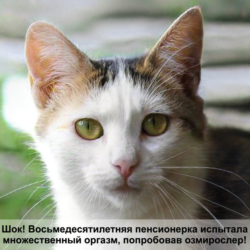 помесь сфинкса и обычной кошки