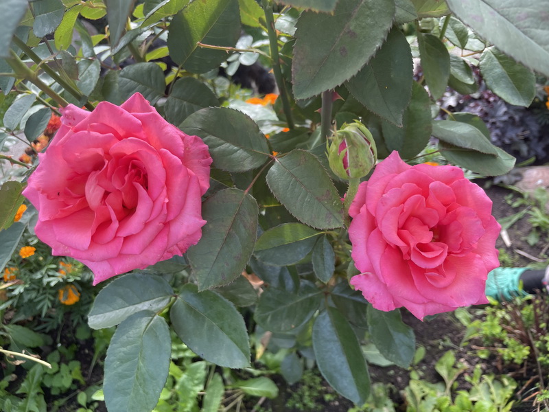 https://i.postimg.cc/90Vns3XL/IMG-9606.jpg