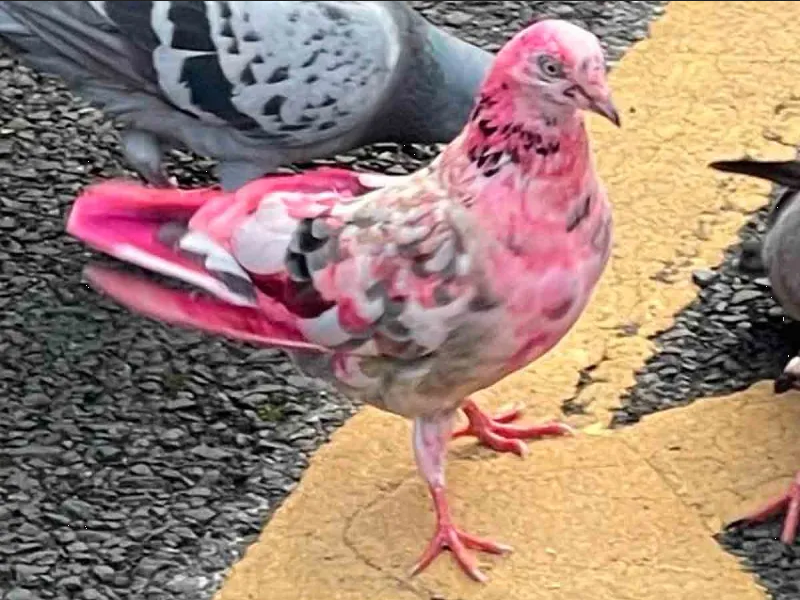 Misteriosa paloma de color rosa ha sorprendido en Reino Unido