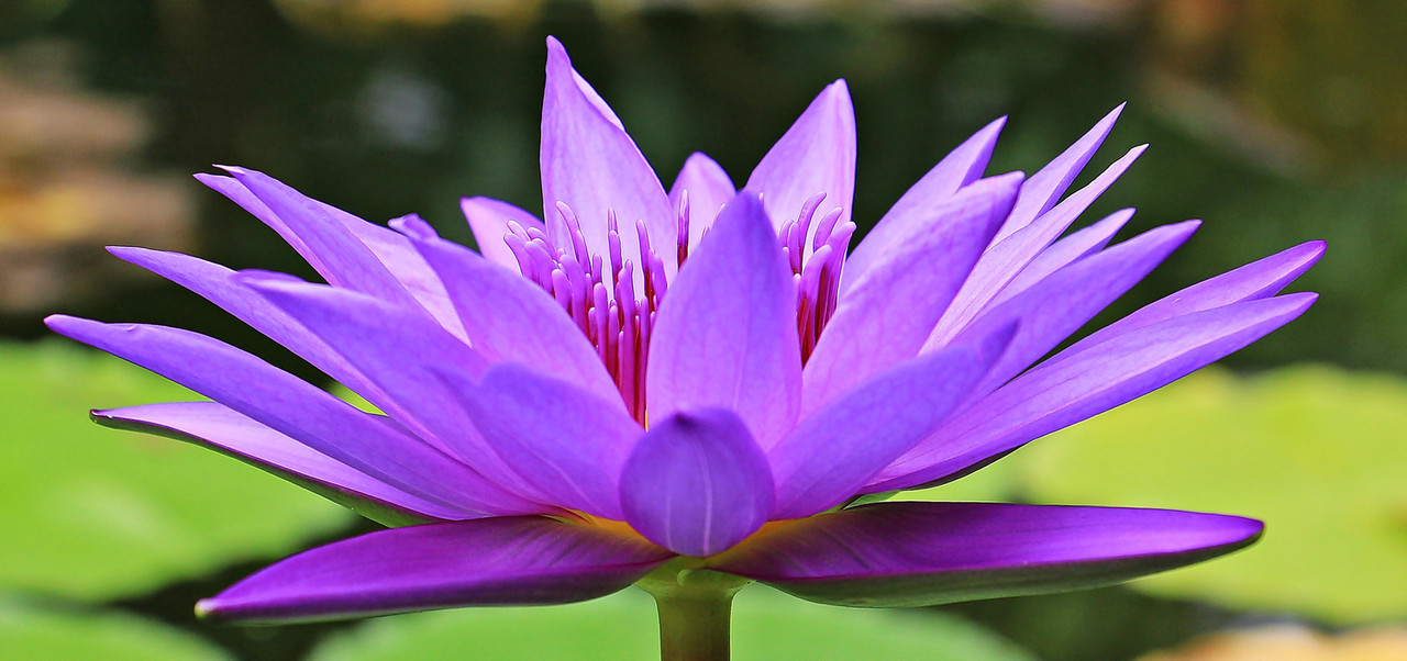 purpleflowerresized.jpg