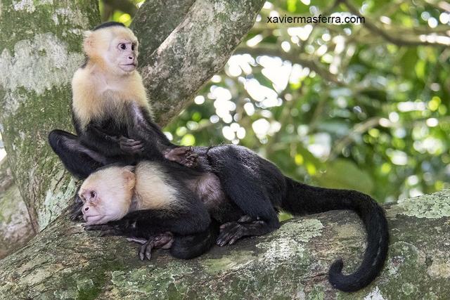 Costa Rica con niños. Julio-Agosto 2018 - Blogs de Costa Rica - Brasilito-PN Manuel Antonio-Uvita-Sierpe (4)