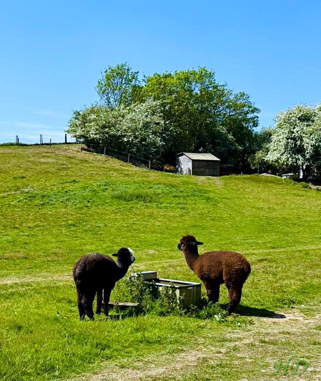 animals-alpacas-Tew-HD.jpg