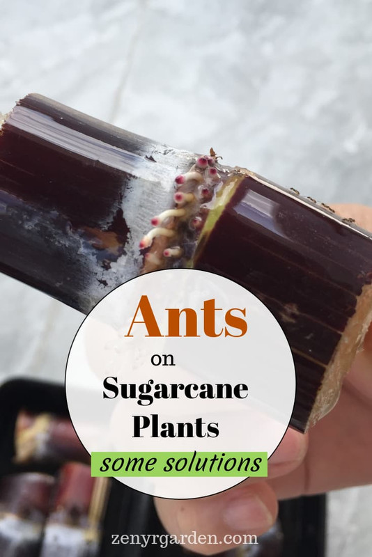 ants-on-sugarcane-plants-pin.jpg