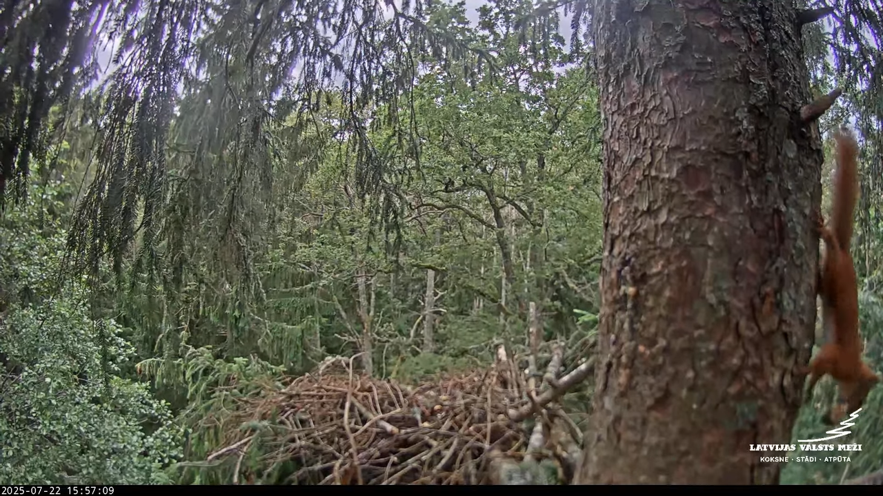 LVM mazais ērglis Lisiņa, egle – Lesser Spotted Eagle 18-41-59 screenshot