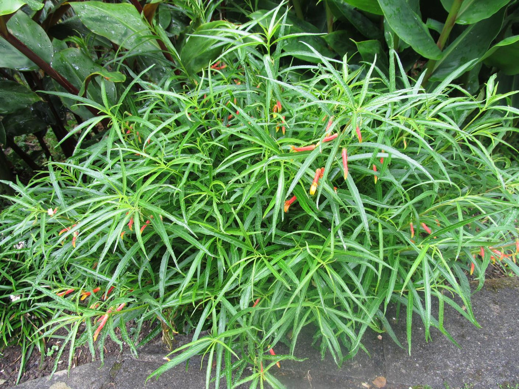 Lobelia laxiflora var. angustifolia