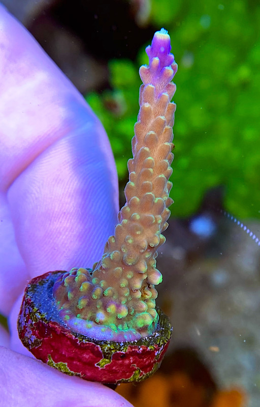 EDFA54AA-AC35-464F-9FE4-2A3512A7070C