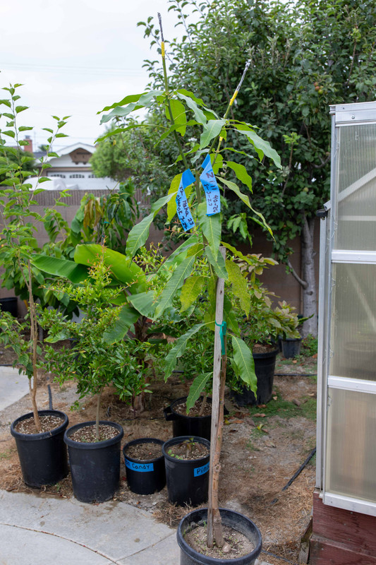 8U1A4959  Ataulfo Mango Seedling Tree with Grafts in #7 Pot (8-12-2023)