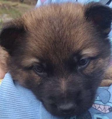 Janja