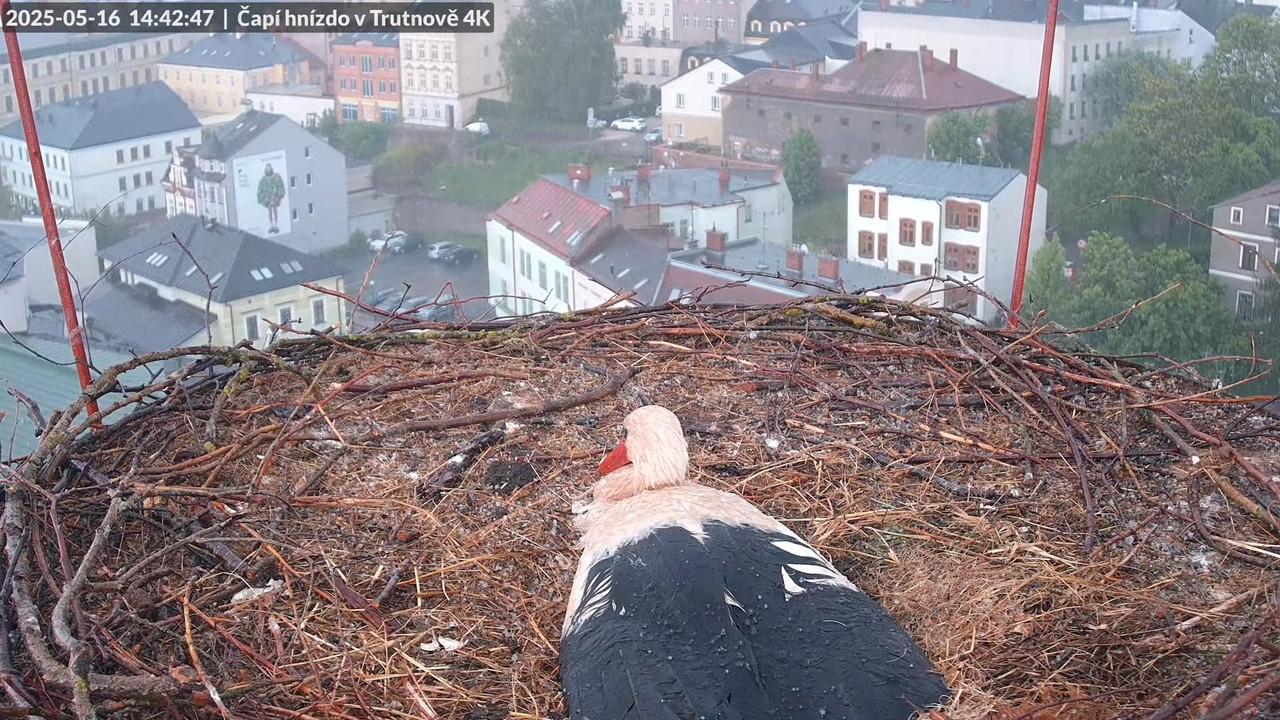 Tiešraide no stārķa ligzdas uz alus darītavas skursteņa Trutnovā 14-30-37 screenshot (1)