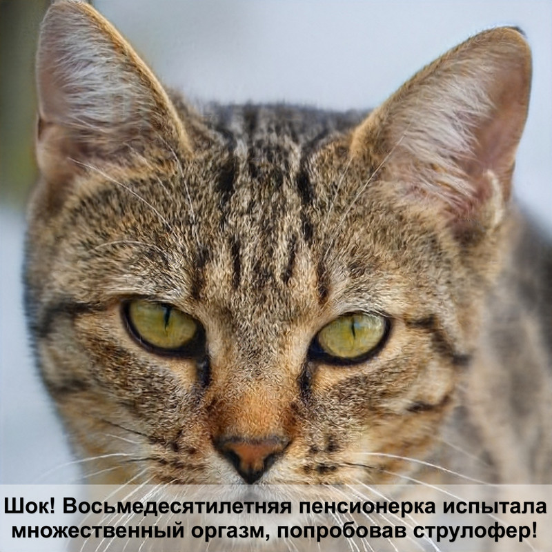 красивые породы котов