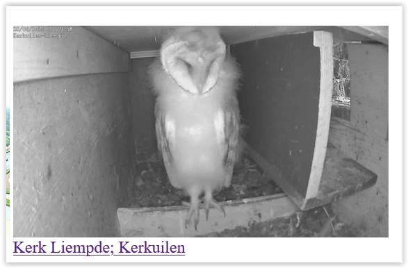 Screen Shot 06-28-21 at 11.20 AM