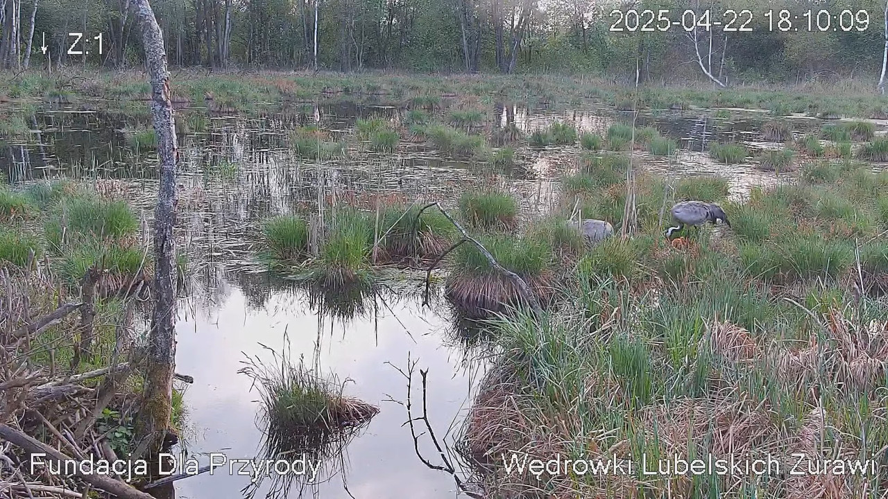 Tiešraides kamera ar dzērvju ligzdu netālu no Poleski PN. Tiešraides kamera, kas ligzdo parasto dzēr