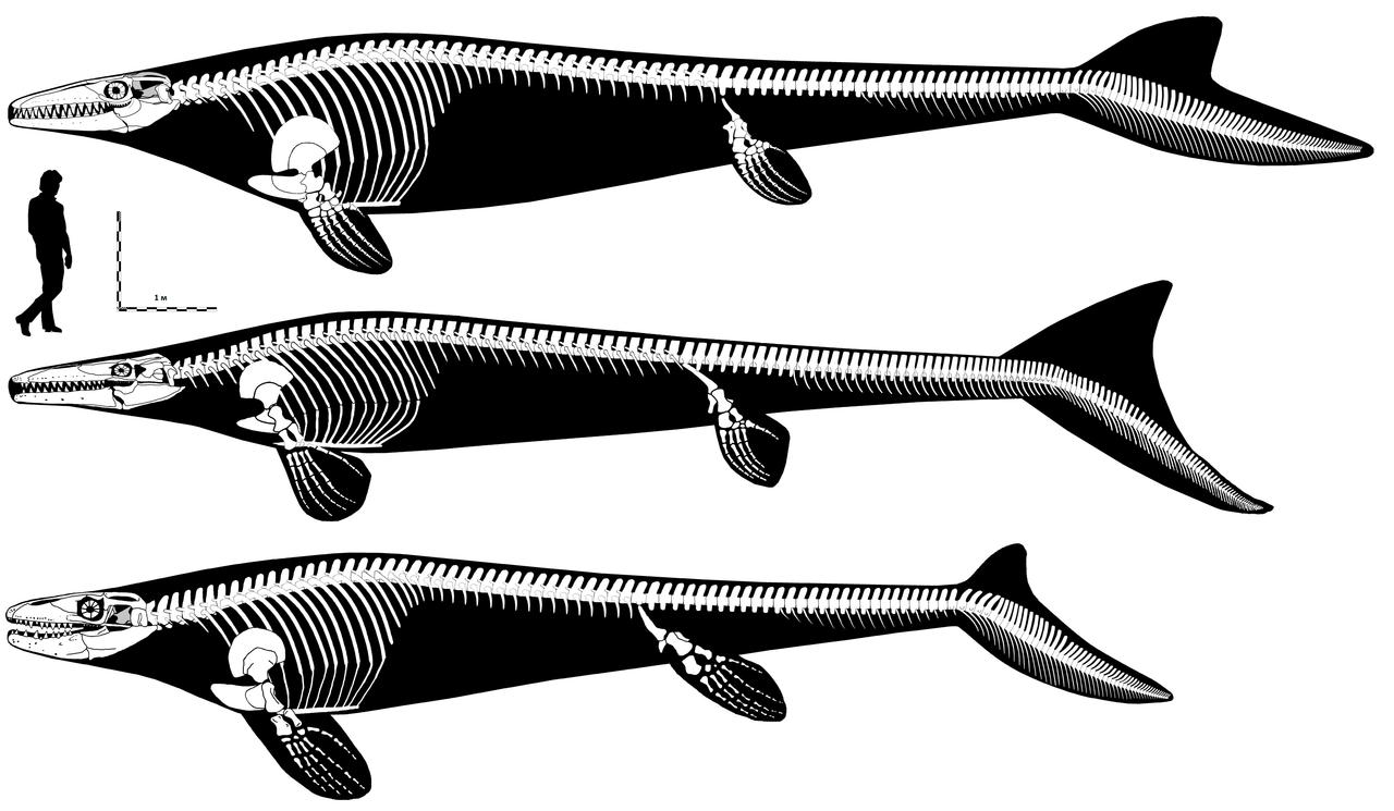 https://i.postimg.cc/90cpRMs1/Mosasaurus-hoffmanni-Prognathodon-currii-amp-Tylosaurus-bernardi.png