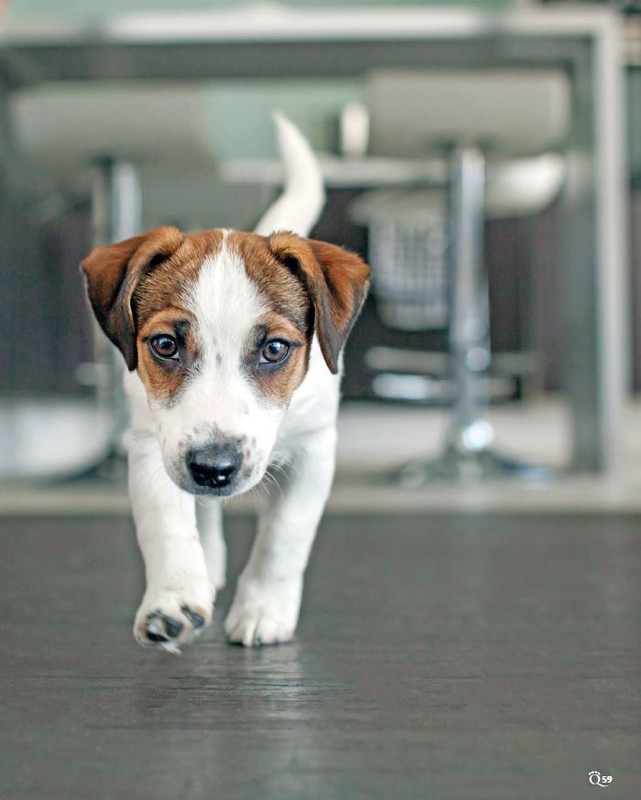 QuattroZampe Mar 2024 (12)