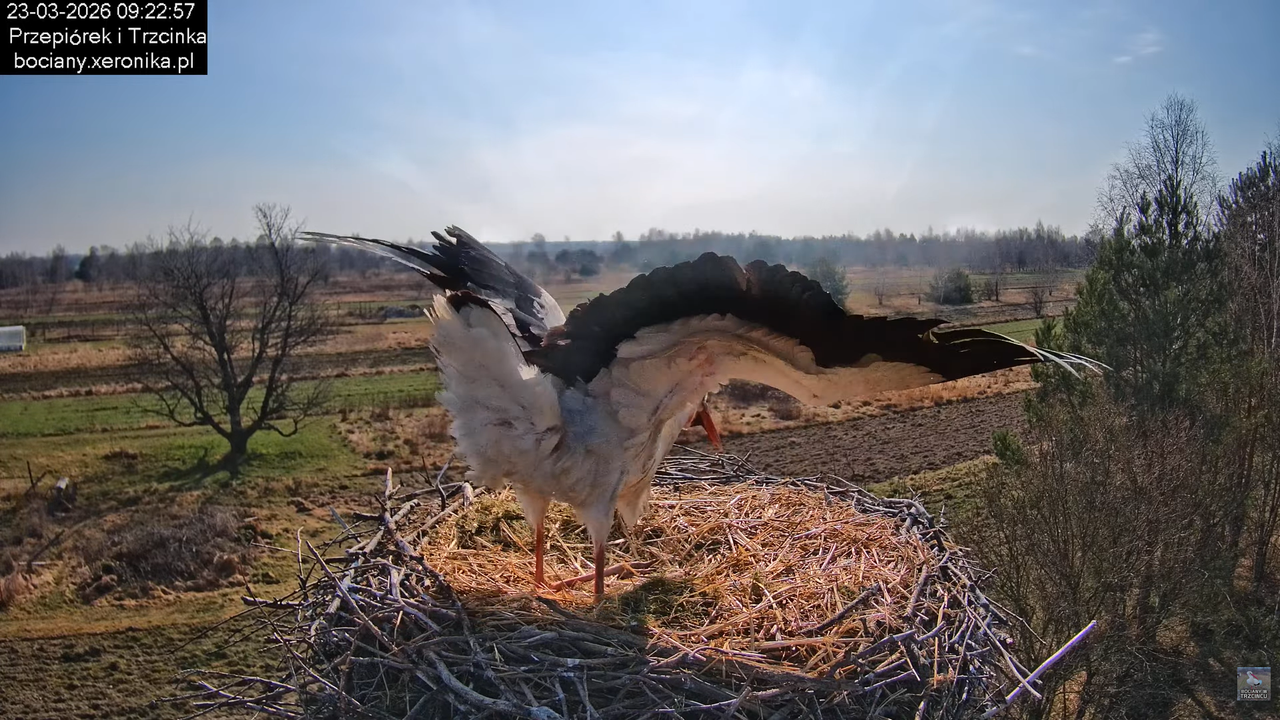 23032026bociany 10