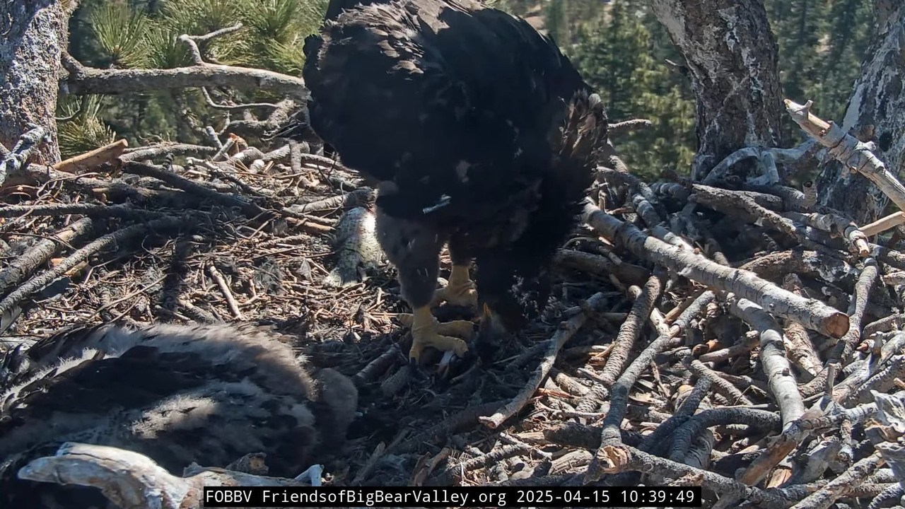 Big Bear Bald Eagle Live Nest - Cam 1 11-6-29 screenshot (1)