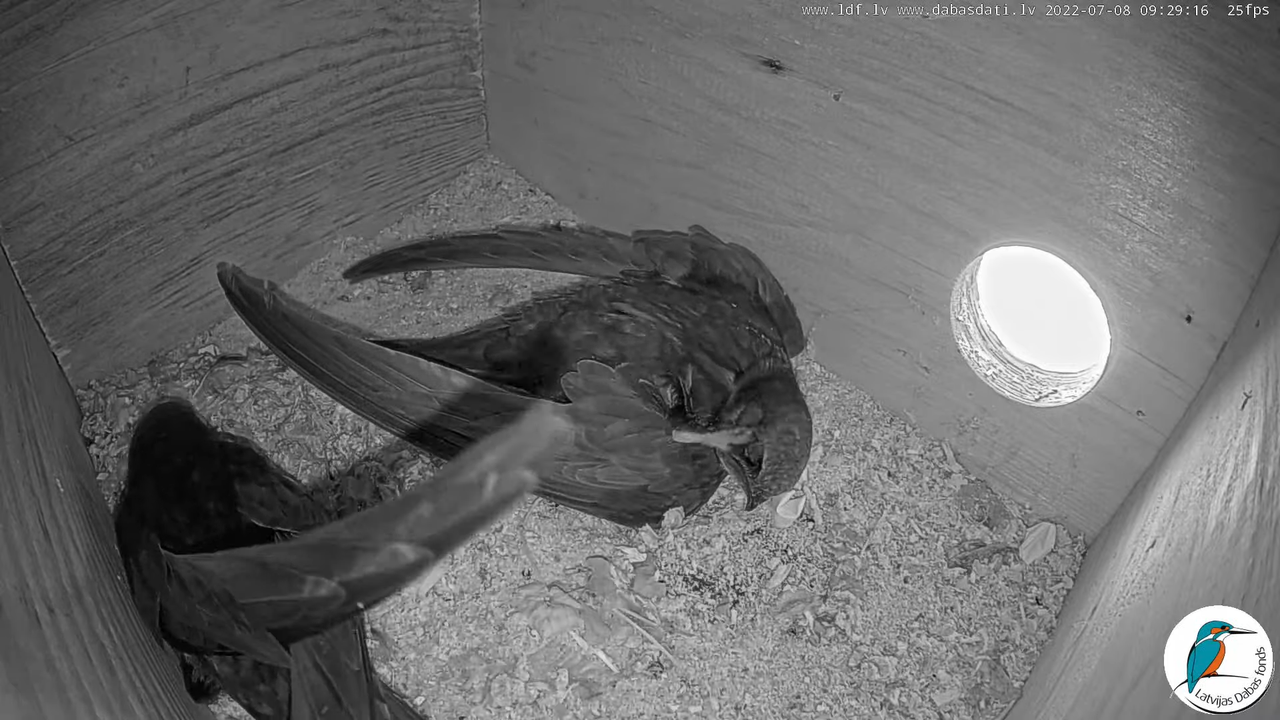 Svīre (Apus apus) Cēsu pils - LDF tiešraide _ Būris 10-49-26 screenshot