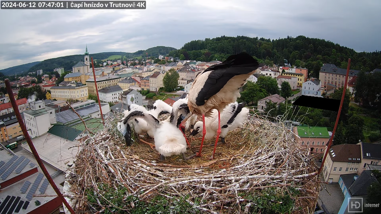 Tiešraidē no stārķa ligzdas uz alus darītavas skursteņa Trutnovā 9-14-11 screenshot