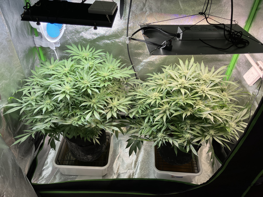 aIMG_1663 (Junio 4  2023)