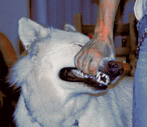 a person holding the top jaw of a white dog snarling