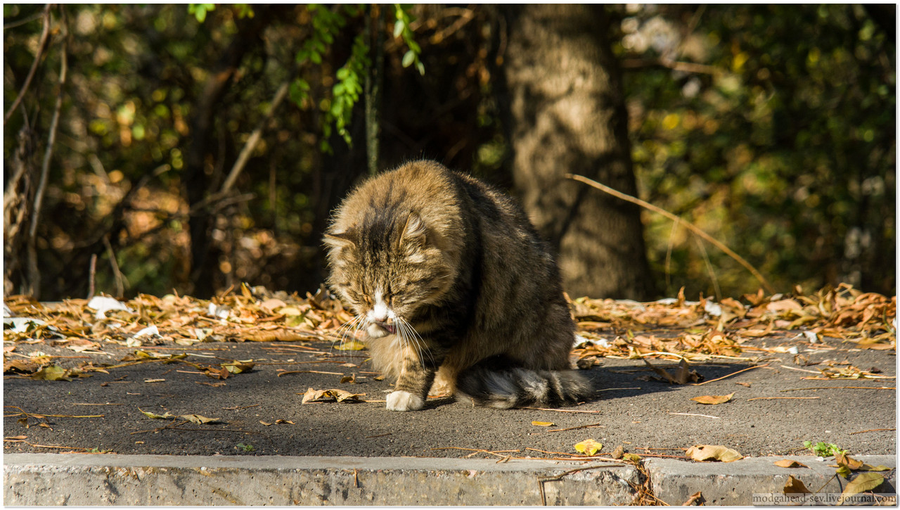 holland-Cats-2036