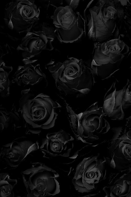 [Image: 70223909-black-rose-wallpapers.jpg]