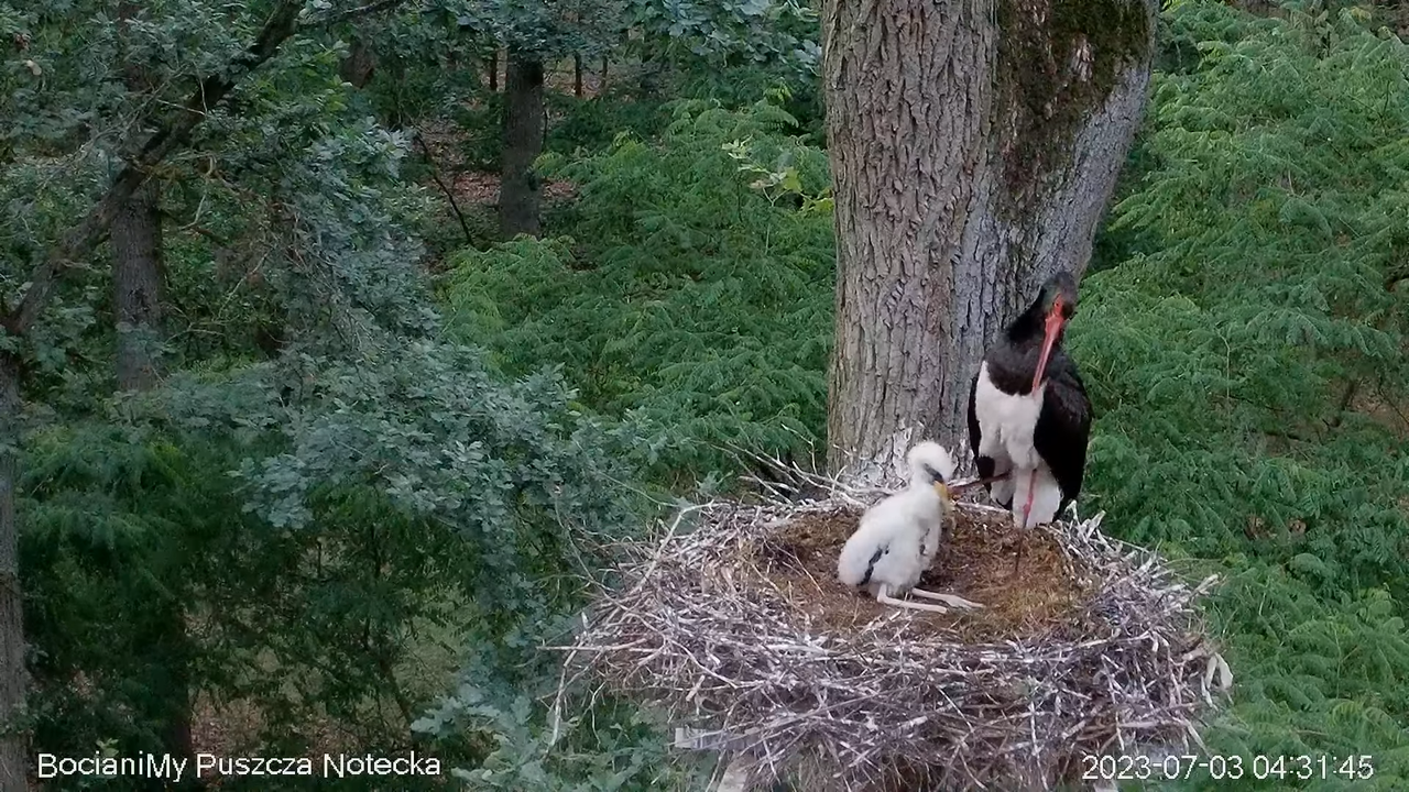 Melnais stārķis Online Puszcza Notecka _ Black stork Online Notecka Forest 8-9-20 screenshot