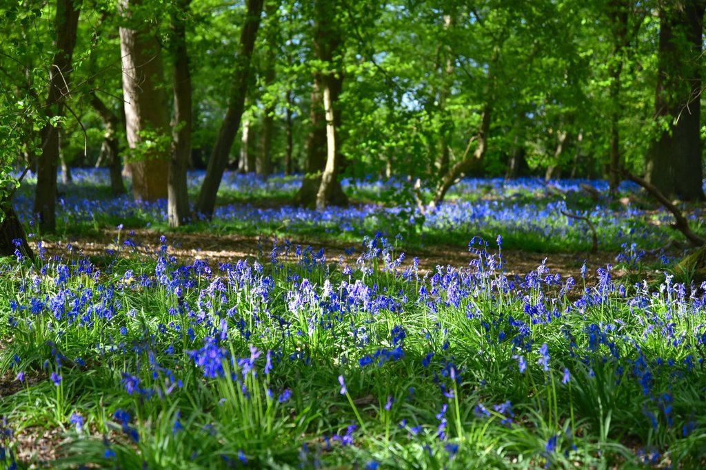 blue-bells.jpg