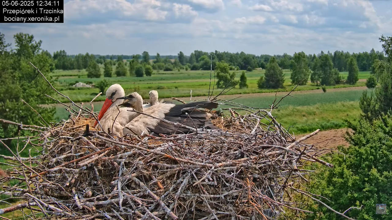 05062025bociany29