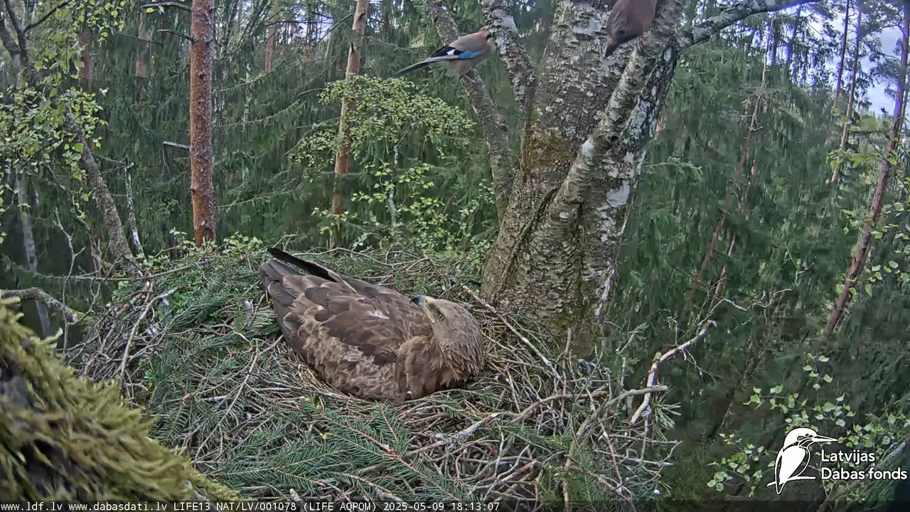 Mazais ērglis (Clanga pomarina), ligzda bērzā 16-17-2 screenshot