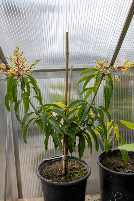 8U1A6651  Sugerloaf Mango Tree in Greenhouse Flowering (12-28-2021)