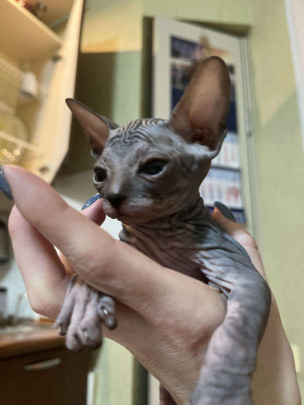 6550D7F8-77D2-47E0-BA25-7F7E9C6D903A