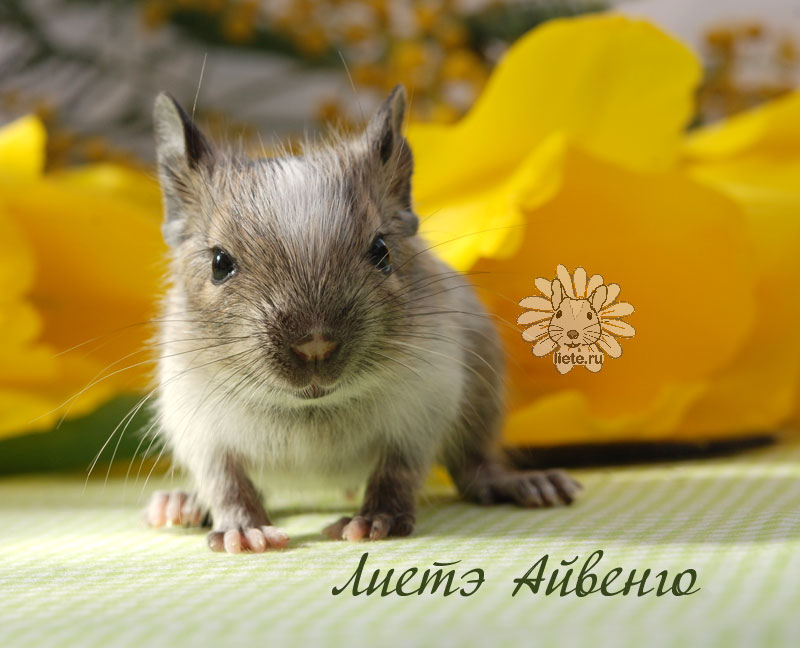 Айвенго3_11-дней